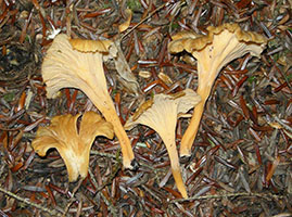 Cantharellus xanthopus .